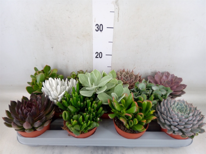 <h4>Succulents   ...</h4>