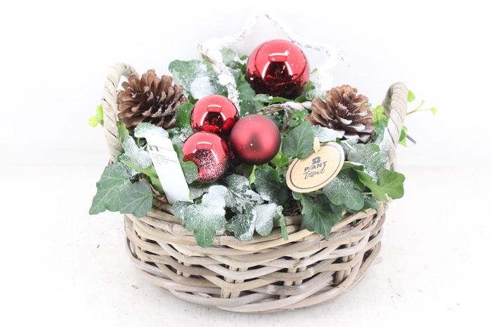 <h4>arr2 PL - Kubu schaal hedera rood</h4>