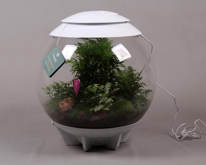 <h4>Terrarium XXL Exclusive wit met arrangement</h4>