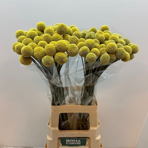 Craspedia yellow