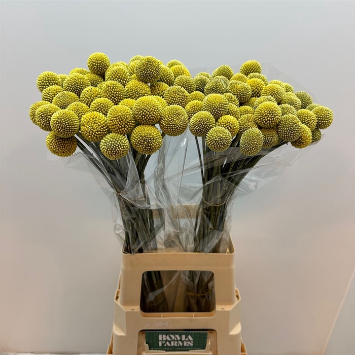 <h4>Craspedia yellow</h4>