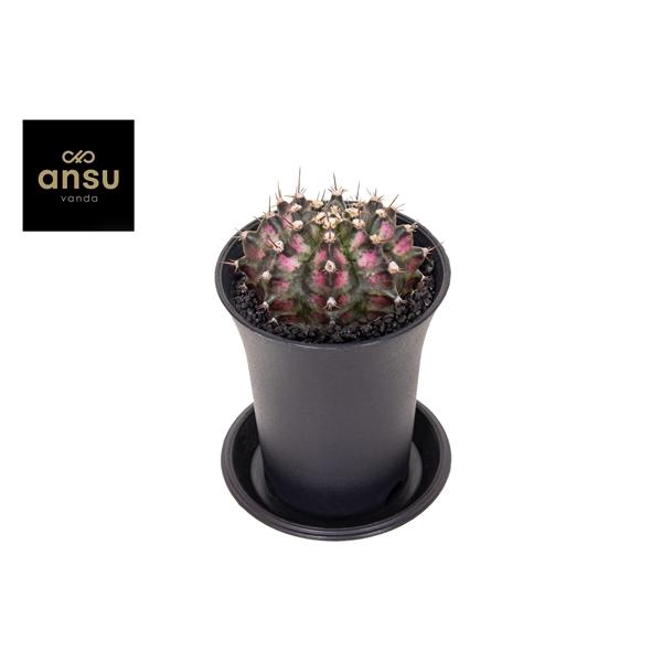 Gymno Cactus 'T-Rex Hybrid Pink'