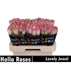 R GR LOVELY JEWEL