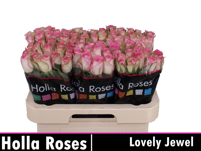 <h4>R GR LOVELY JEWEL</h4>