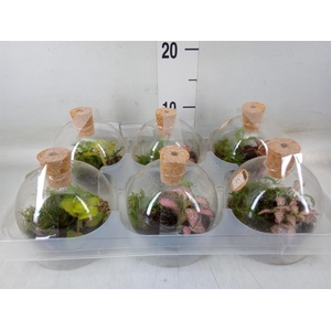 Arr.   Kamerplant Groen H%