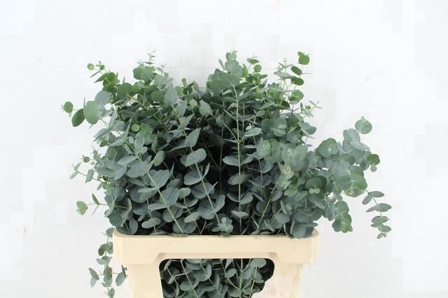 <h4>EUCA GU AZURA 065CM</h4>