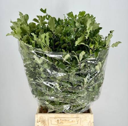 Pittosporum Tenuifoglia