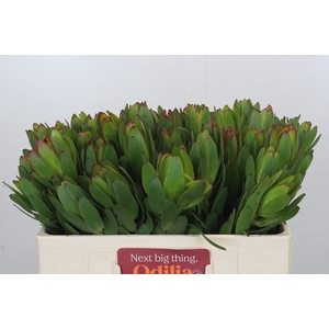 Leucadendron Goldstrike