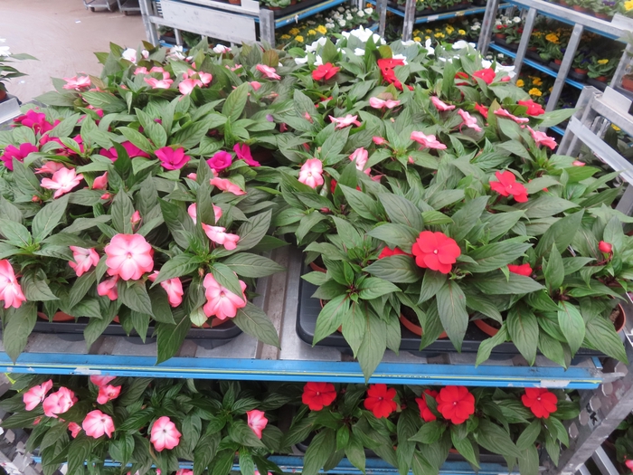 <h4>IMPAT NG MIXK 4 KL</h4>