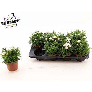 DIANTHUS OSCAR WHITE RED P12