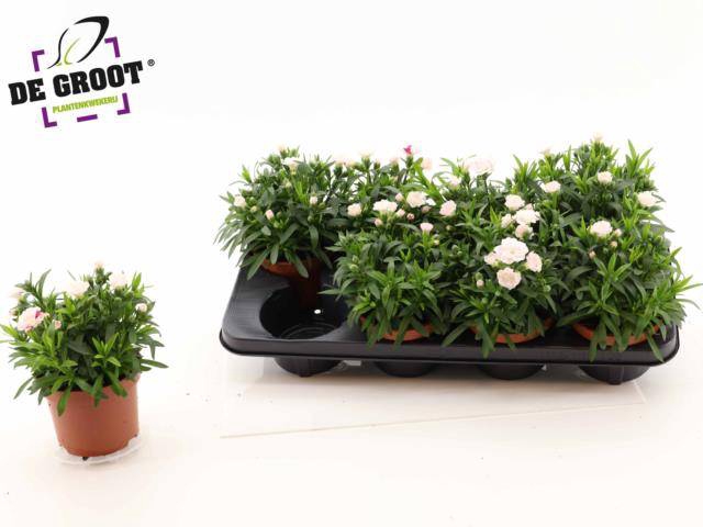<h4>DIANTHUS OSCAR WHITE RED P12</h4>