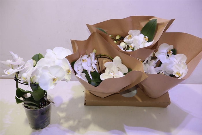 <h4>Phal Ov Wit Rondo</h4>