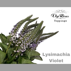 LYSIMACHIA VIOLET x50