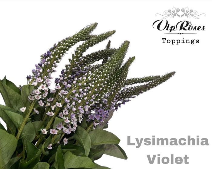 <h4>LYSIMACHIA VIOLET x50</h4>