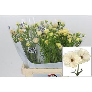 RAN BUTTERFLY KERAMO