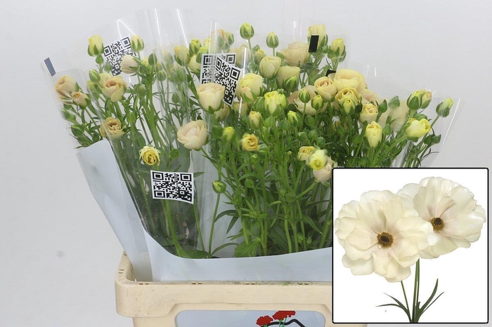 <h4>RAN BUTTERFLY KERAMO</h4>