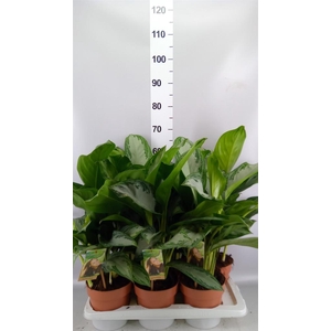 Aglaonema GB 'Silver Bay'