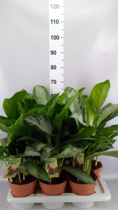 <h4>Aglaonema GB 'Silver Bay'</h4>