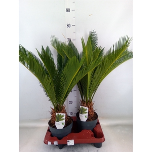 Cycas revoluta
