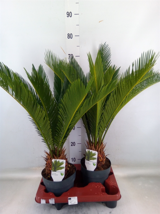 <h4>Cycas revoluta</h4>