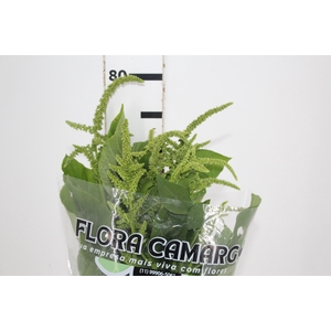 AMARANTHUS VERDE