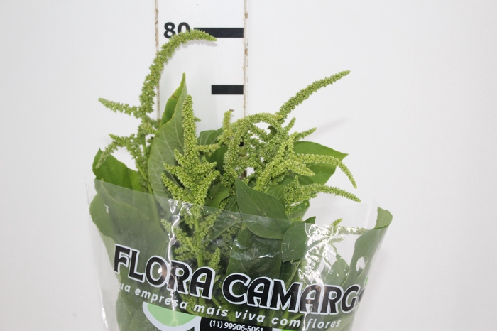<h4>AMARANTHUS VERDE</h4>