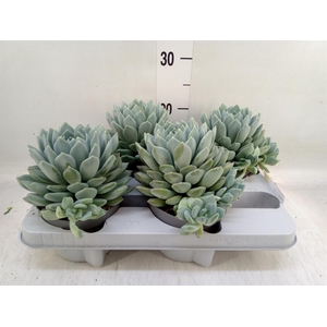 Pachyphytum  'Corvus'