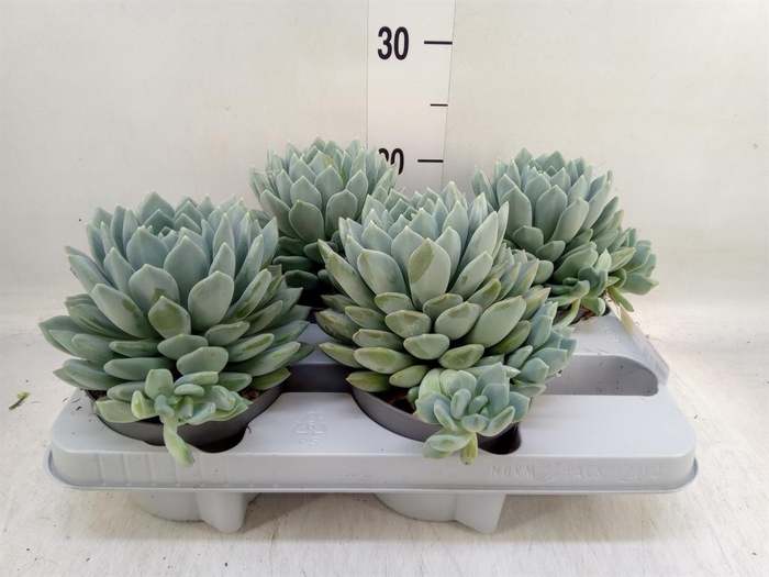<h4>Pachyphytum  'Corvus'</h4>