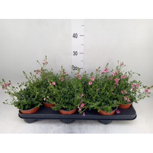 Diascia   ...