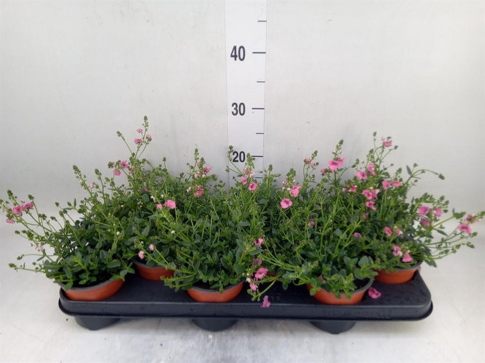 <h4>Diascia   ...</h4>