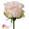 R Gr Garden Spirit Cream Pink 50cm EC