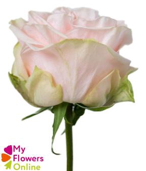 R Gr Garden Spirit Cream Pink 50cm EC