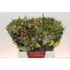 Kaaps Groen Cone Mix Large