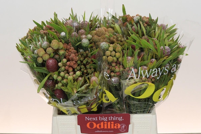 Kaaps Groen Cone Mix Large