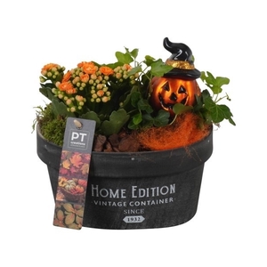 PTHL8730 Arrangement Halloween in houten chipwood bakje