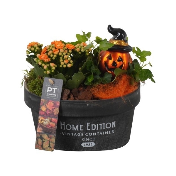 <h4>PTHL8730 Arrangement Halloween in houten chipwood bakje</h4>