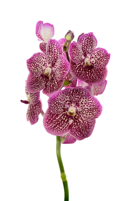<h4>Vanda French Rose Spot</h4>