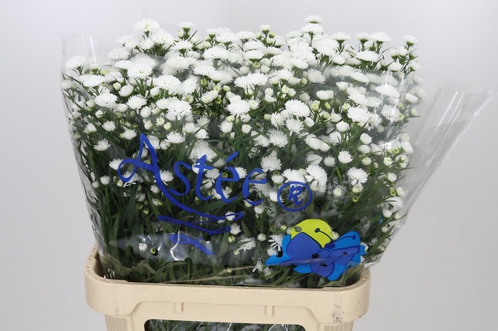 <h4>Aster Pretty Wendy</h4>