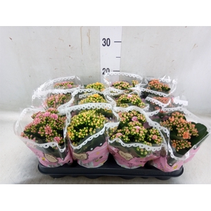 Kalanchoe blos.   ..mix