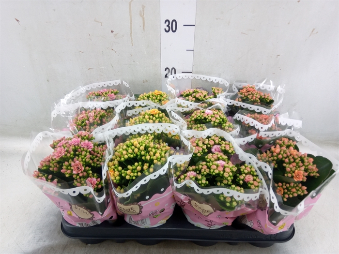<h4>Kalanchoe blos.   ..mix</h4>