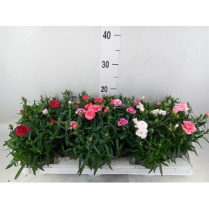 Dianthus  'Oscar'   ...mix