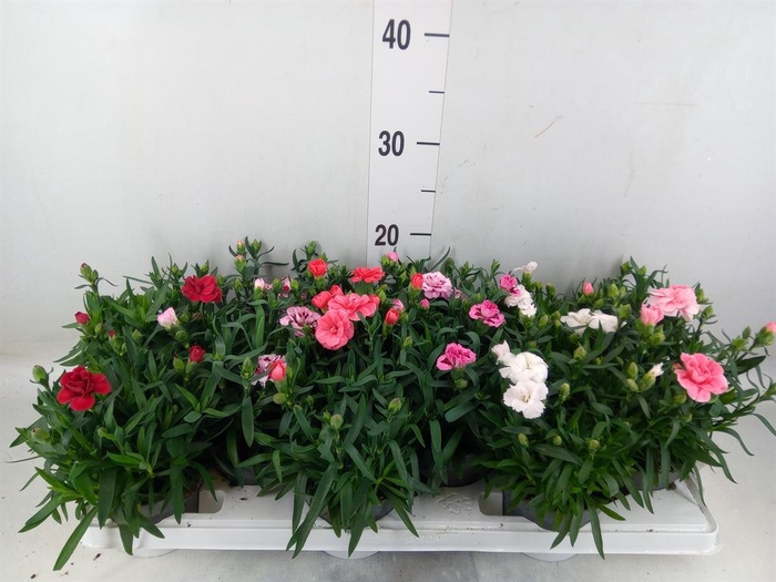 <h4>Dianthus  'Oscar'   ...mix</h4>