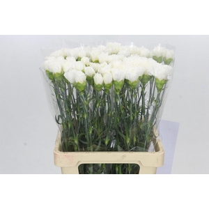 DIANTHUS ST HOLLY#*