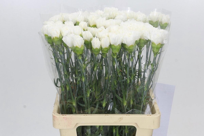 <h4>DIANTHUS ST HOLLY#*</h4>