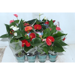 ANTHURIUM VARIADO P09