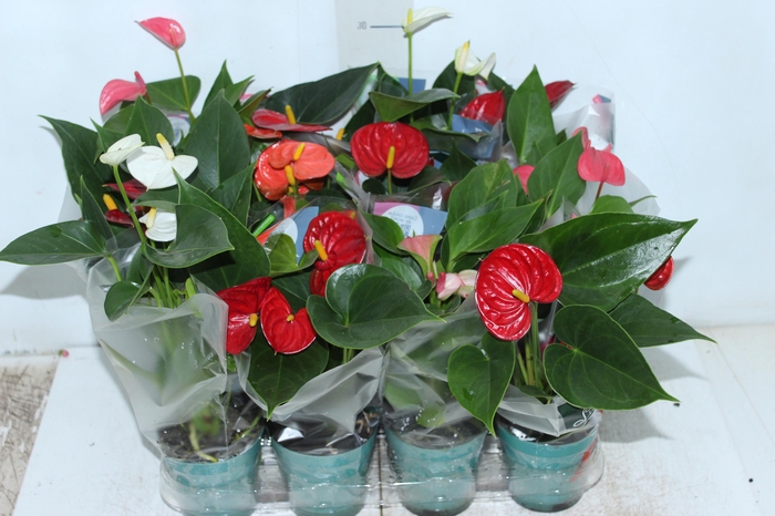 <h4>ANTHURIUM VARIADO P09</h4>