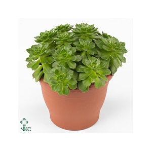 Echeveria Affinis - 1154