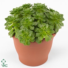 <h4>Echeveria Affinis - 1154</h4>