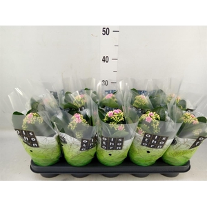 Kalanchoe blos. 'Calandiva Weaver'