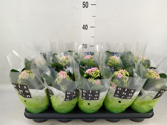 <h4>Kalanchoe blos. 'Calandiva Weaver'</h4>